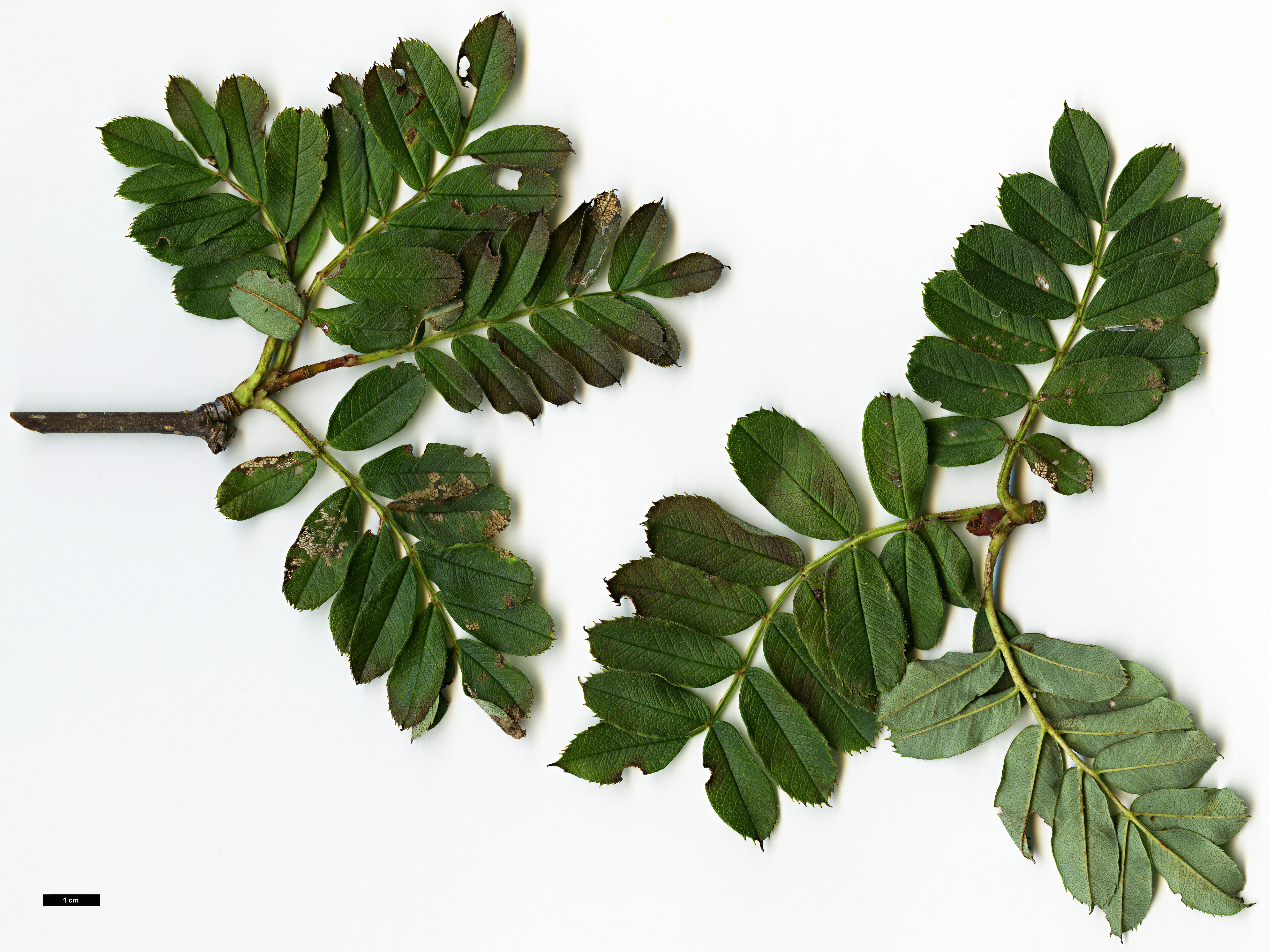 High resolution image: Family: Rosaceae - Genus: Sorbus - Taxon: KR 5008 (S. aff. kiukiangensis)